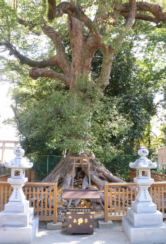 Sacred camphor tree (Neagari-no-Ookusu) within the grounds of Ootori Taisha